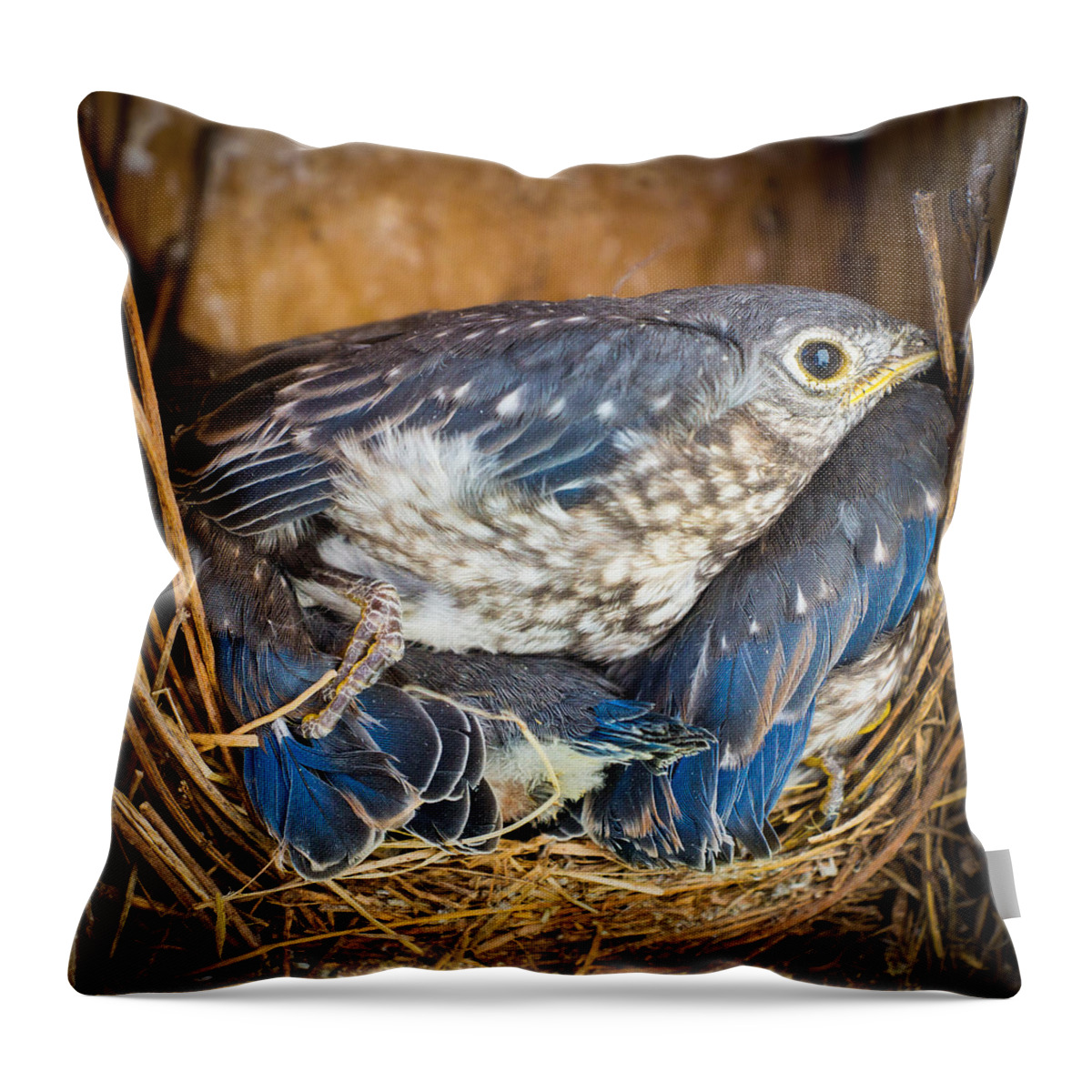 Bird Throw Pillow featuring the photograph Overflow Seating by Bill Pevlor