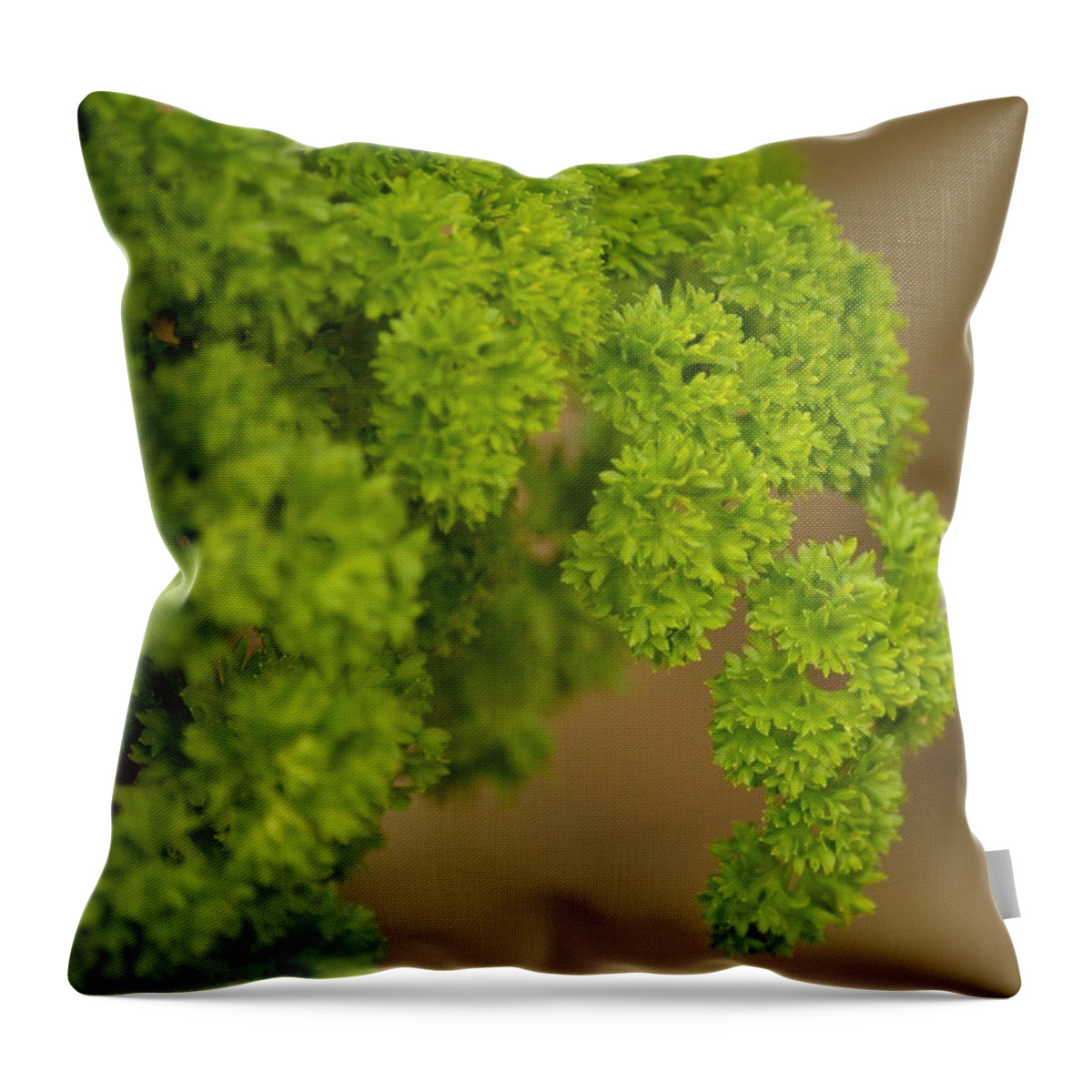 Overwintered Parsley Throw Pillow featuring the photograph Overwintered Parsley by Maria Urso