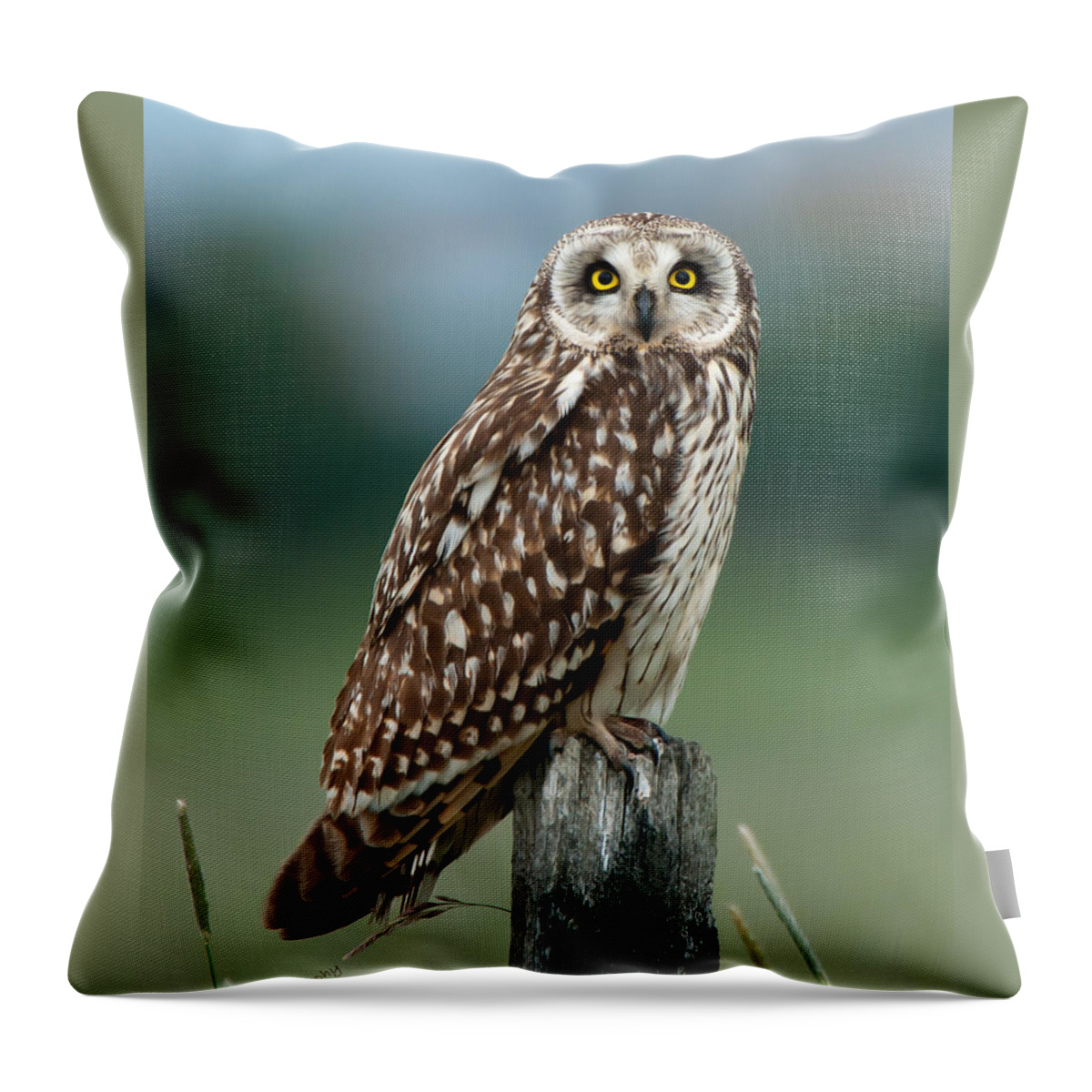 Short Eared Owl Throw Pillow featuring the photograph Owl see you by Torbjorn Swenelius