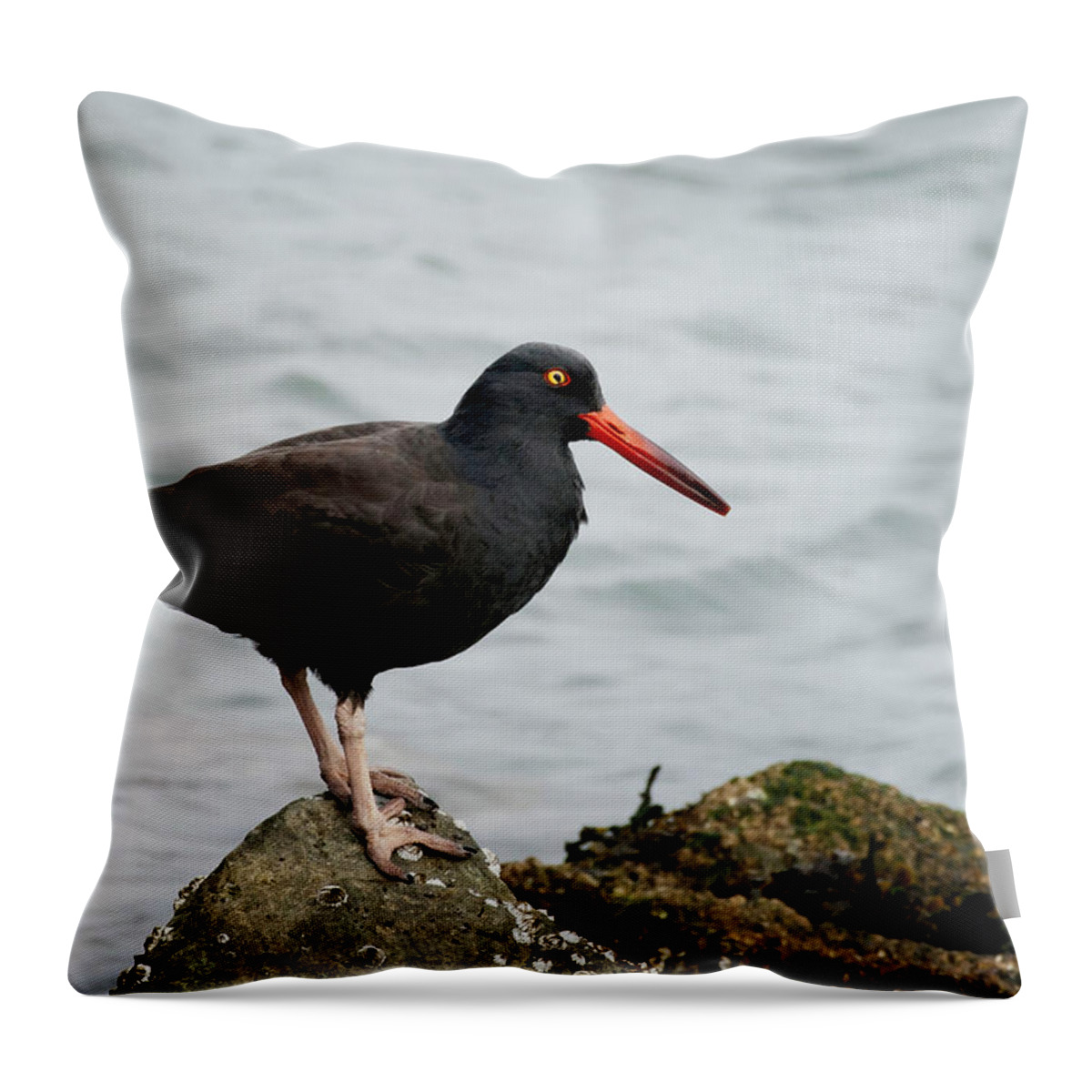 Oystercatcher Throw Pillow featuring the photograph Oystercatcher by Betty Depee