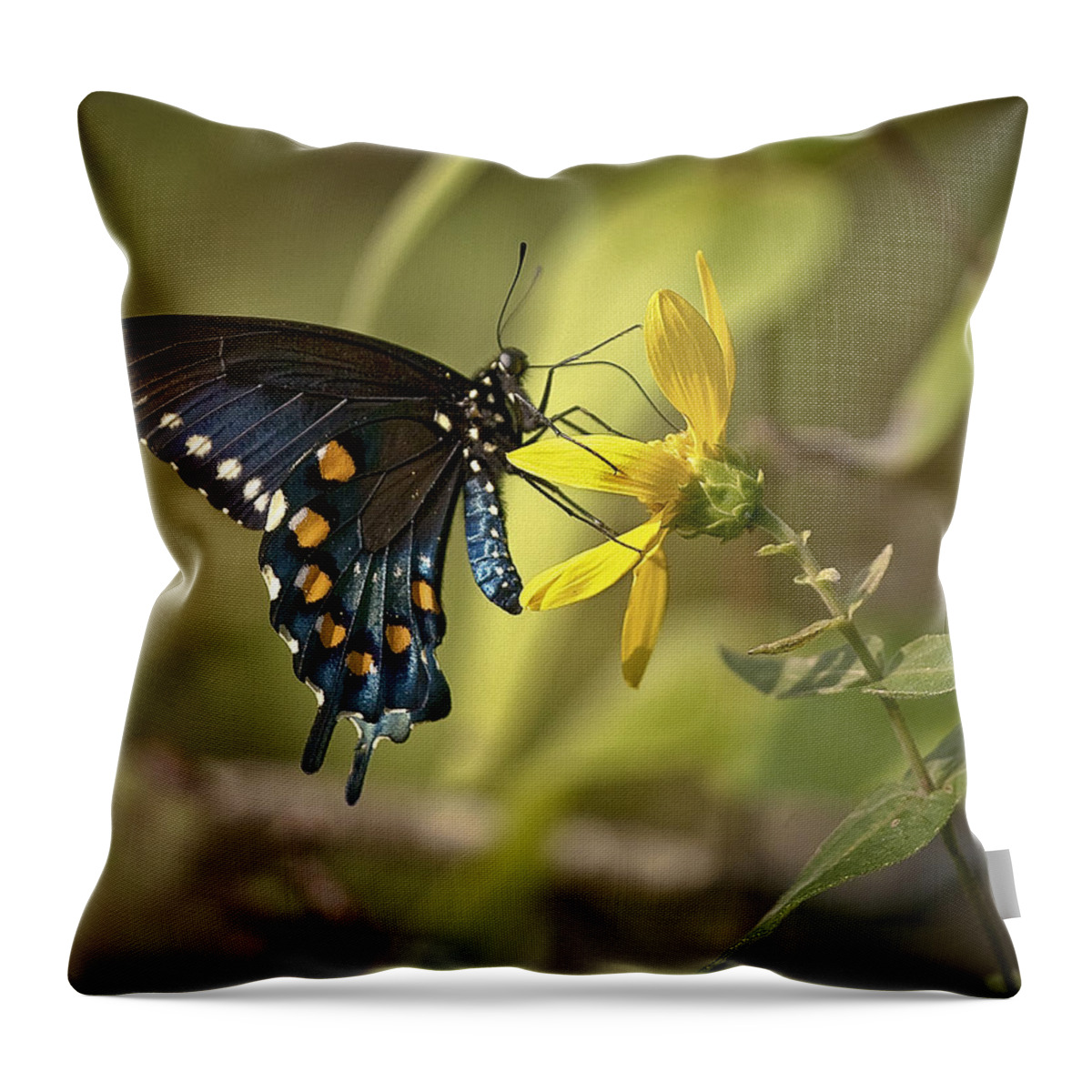 Butterfly Throw Pillow featuring the photograph Ozark Spicebush Swallowtail on Sunflower by Michael Dougherty