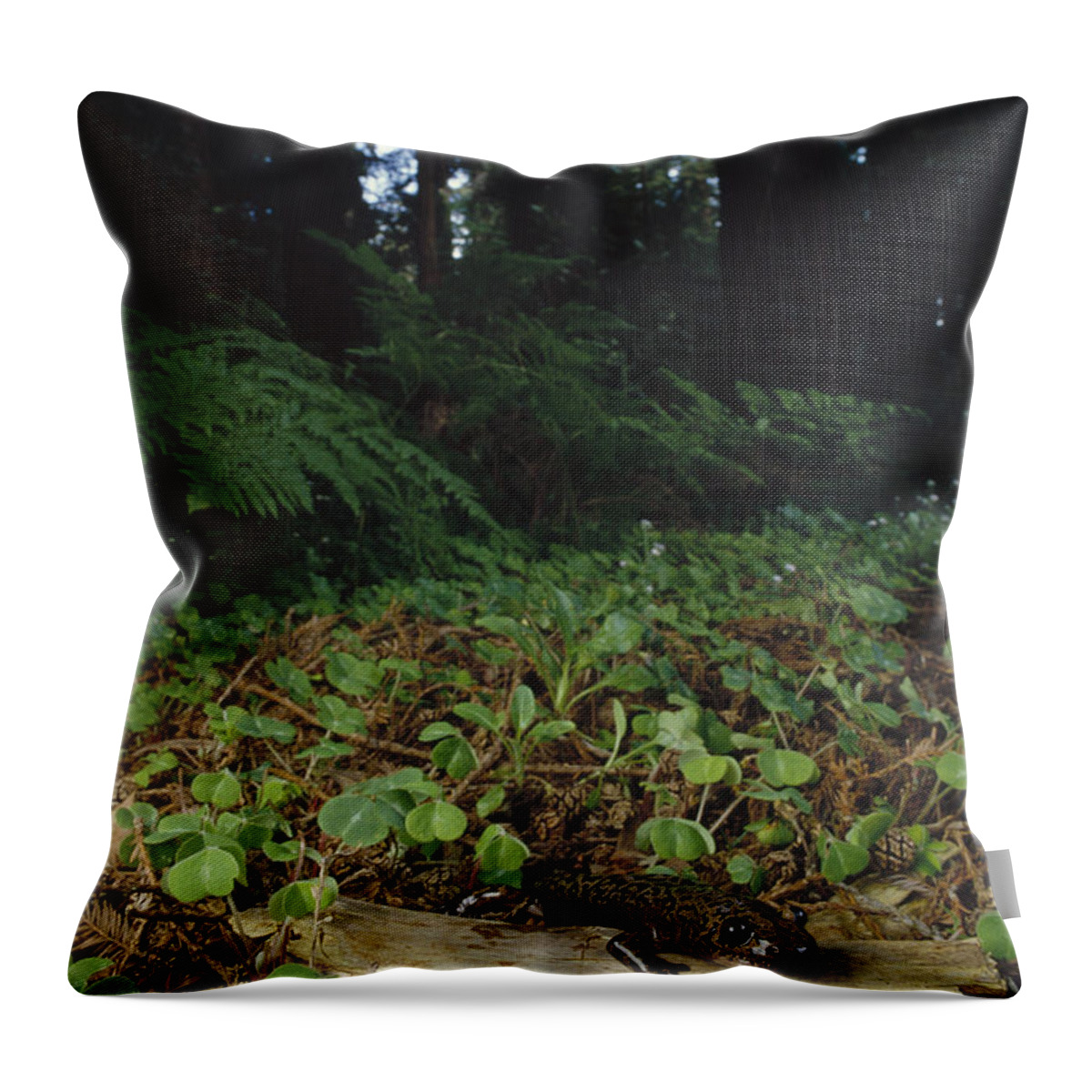 Feb0514 Throw Pillow featuring the photograph Pacific Giant Salamander In Redwood by Larry Minden