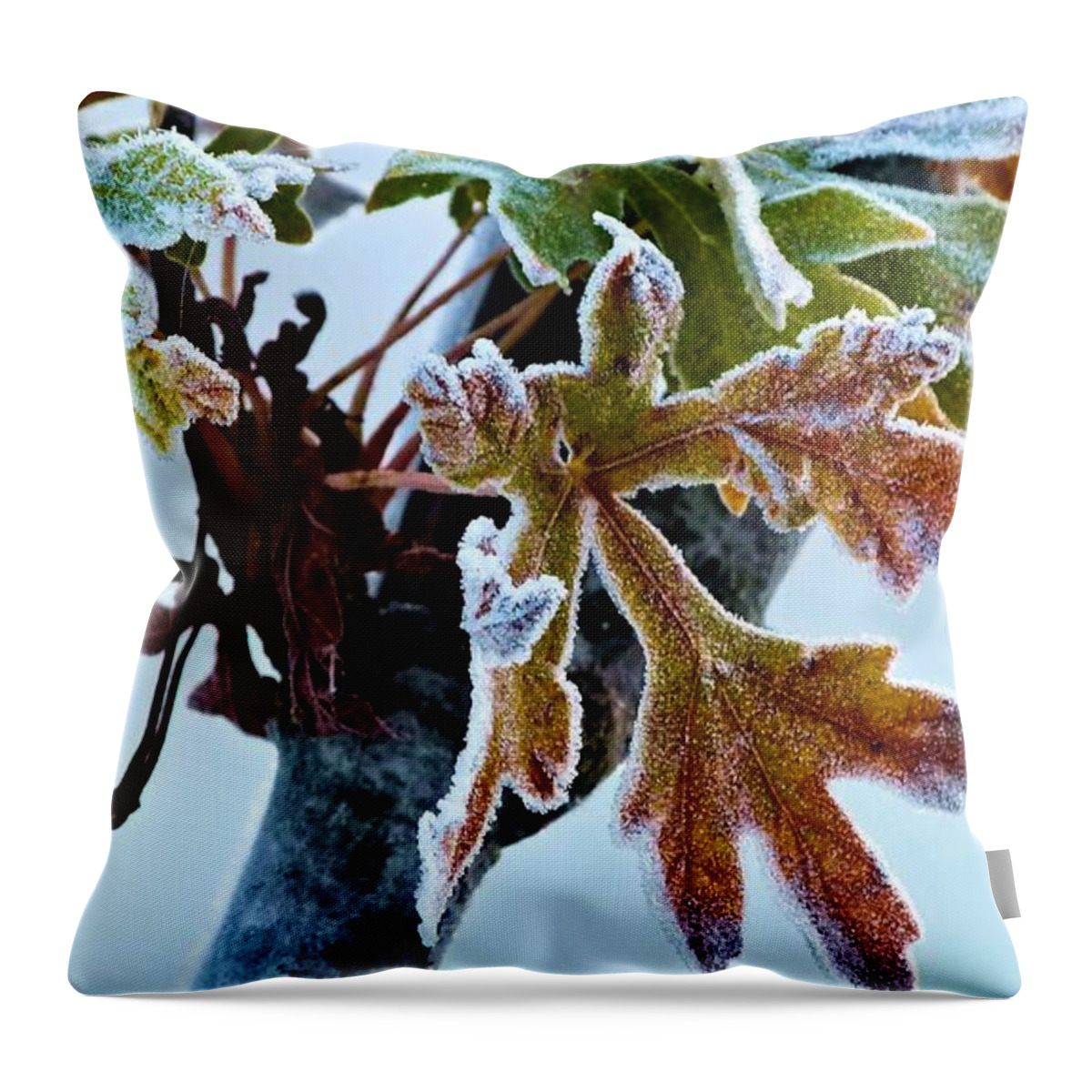 Weather Throw Pillow featuring the photograph Packetful Of Rime by Julia Hassett