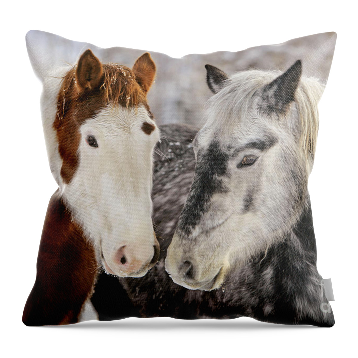 Paint Horse Throw Pillow featuring the photograph Paint And Quarterhorse Draft Horses by Rolf Kopfle
