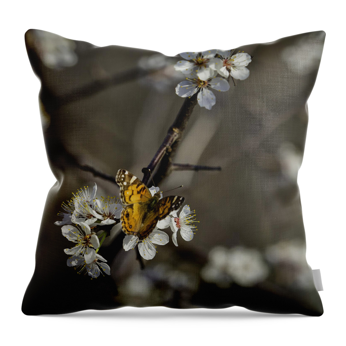 Painted Lady Throw Pillow featuring the photograph Painted Lady on Wild Plum by Michael Dougherty