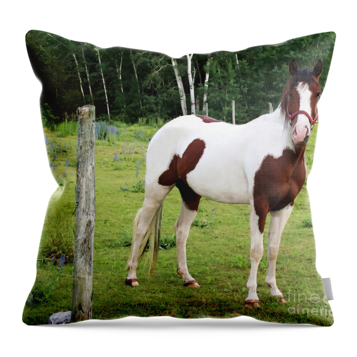 Pony Throw Pillow featuring the photograph Painted Pony by Barbara McMahon