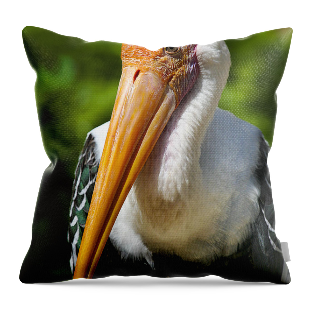 Animals Throw Pillow featuring the photograph Painted Stork by Timothy Hacker