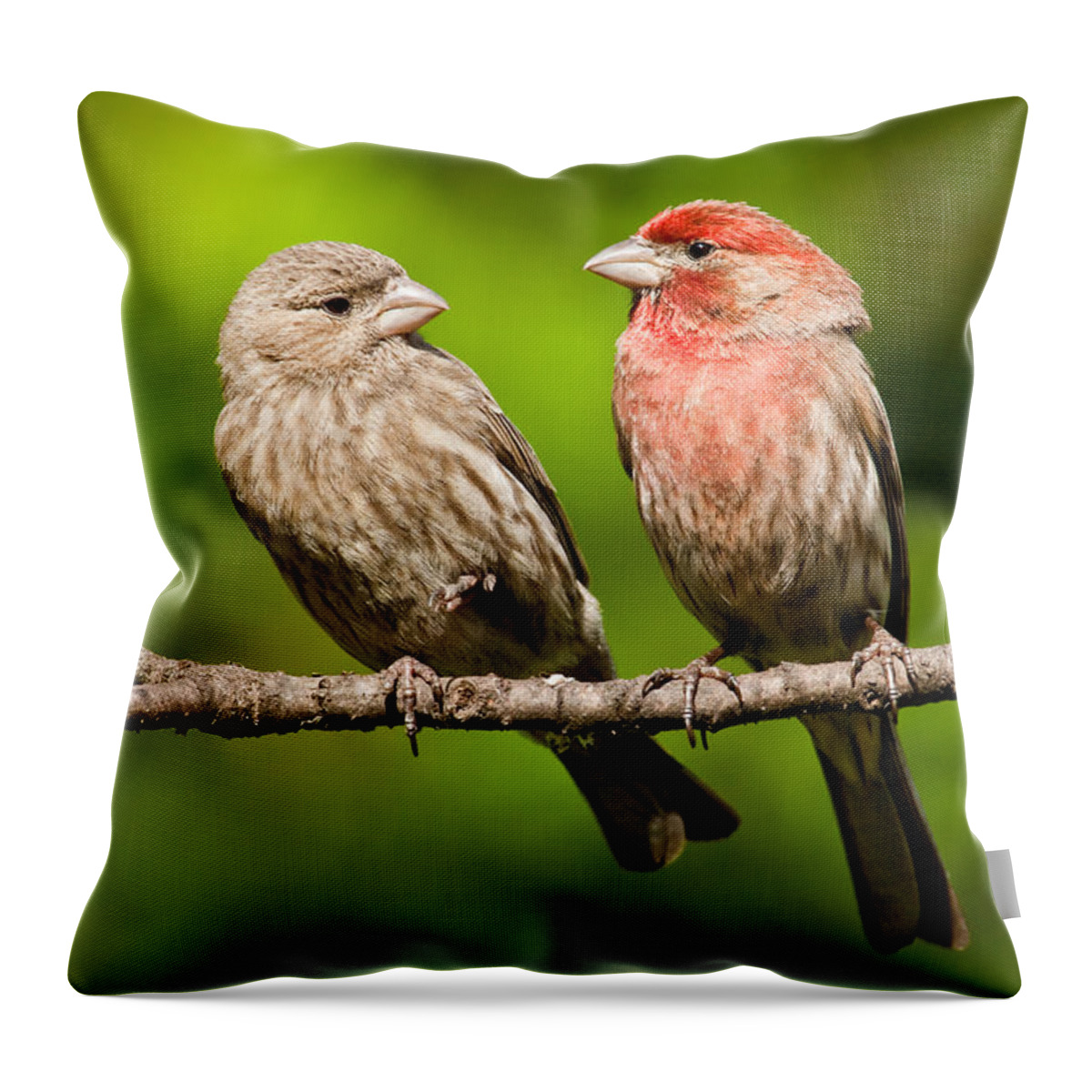 Affectionate Throw Pillow featuring the photograph Pair of House Finches in a Tree by Jeff Goulden