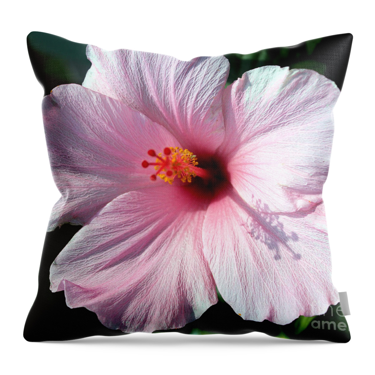 Pale Pink Hibiscus Throw Pillow featuring the photograph Pale Pink Hibiscus by Kathy White