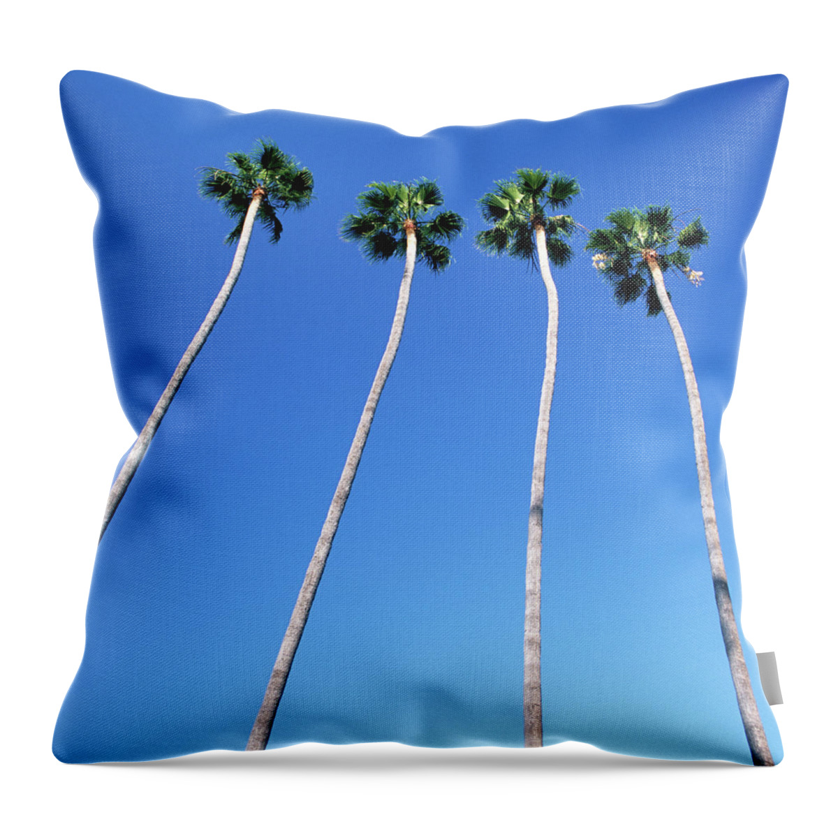 Hollywood Boulevard Throw Pillow featuring the photograph Palm Trees Lining Hollywood Boulevard by Hisham Ibrahim