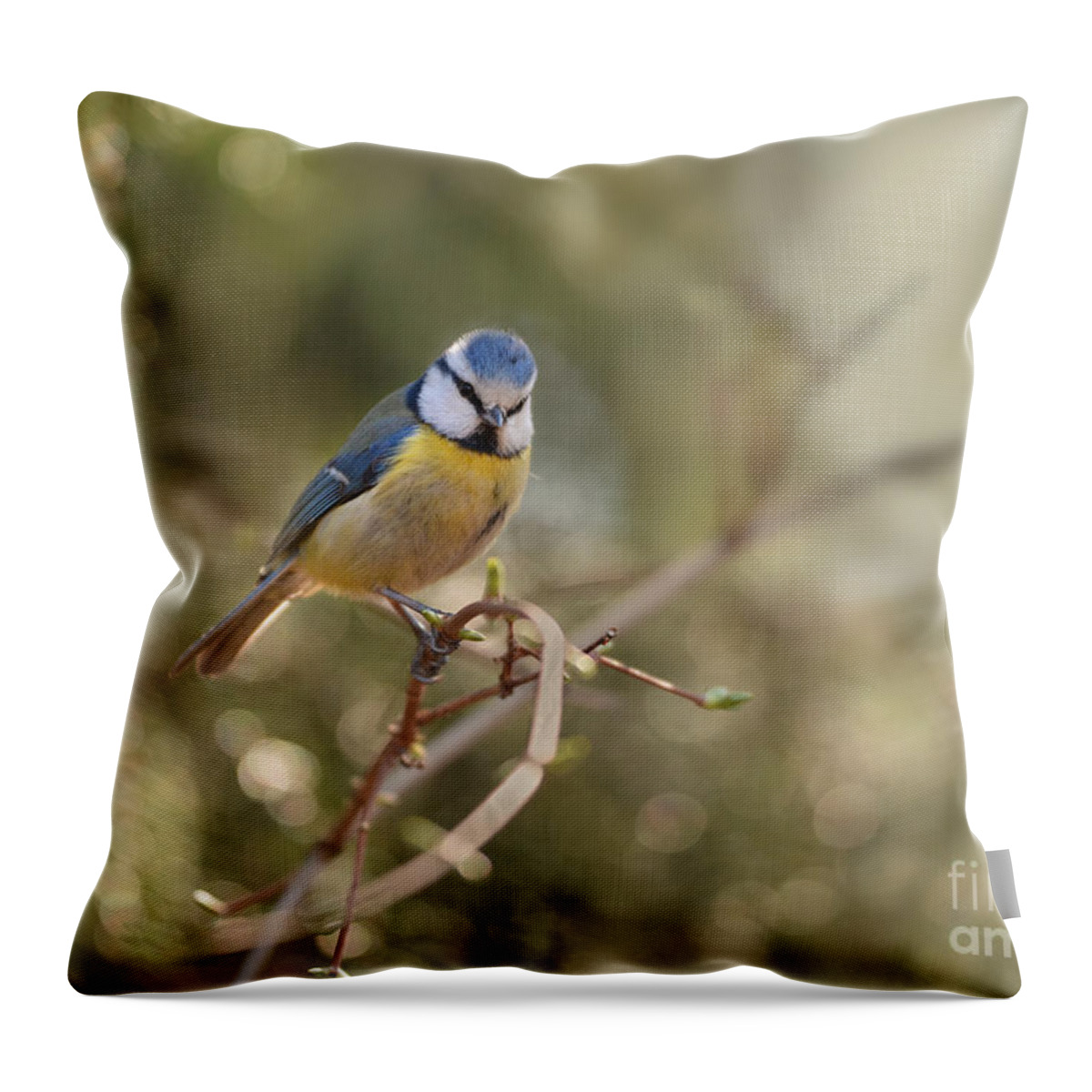 Blaminsky Throw Pillow featuring the photograph Parus sitting on a thin branch by Jaroslaw Blaminsky