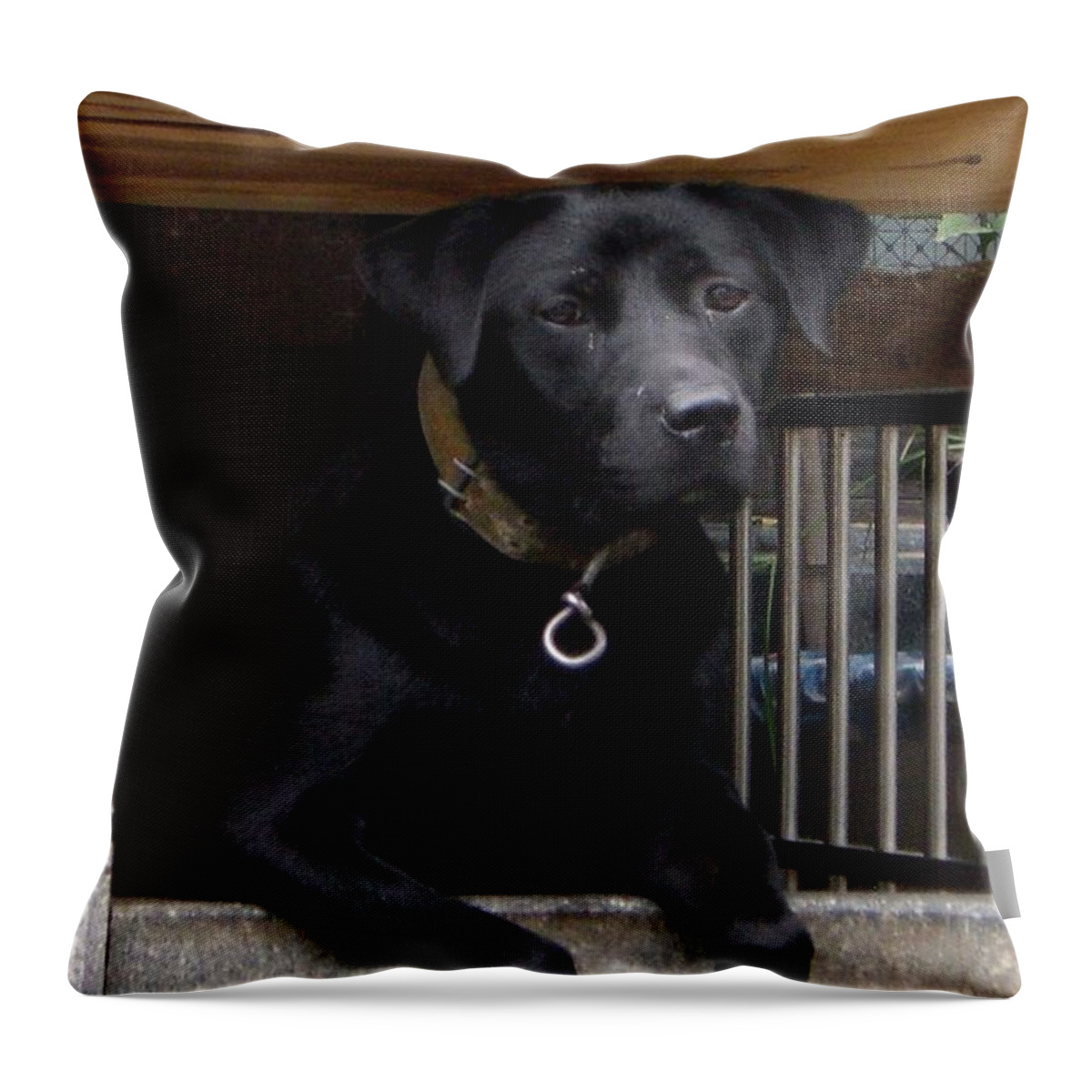 Dog Throw Pillow featuring the photograph Patience by Barbie Corbett-Newmin