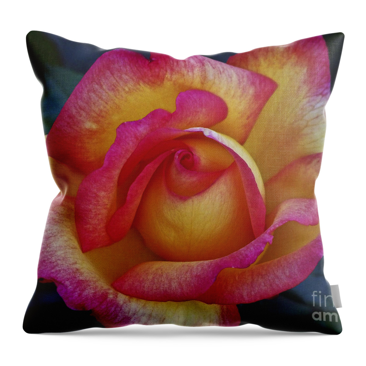 Flowers; Roses; Nature; Pink; Yellow Throw Pillow featuring the photograph Peace in Floral Format by Kathy McClure