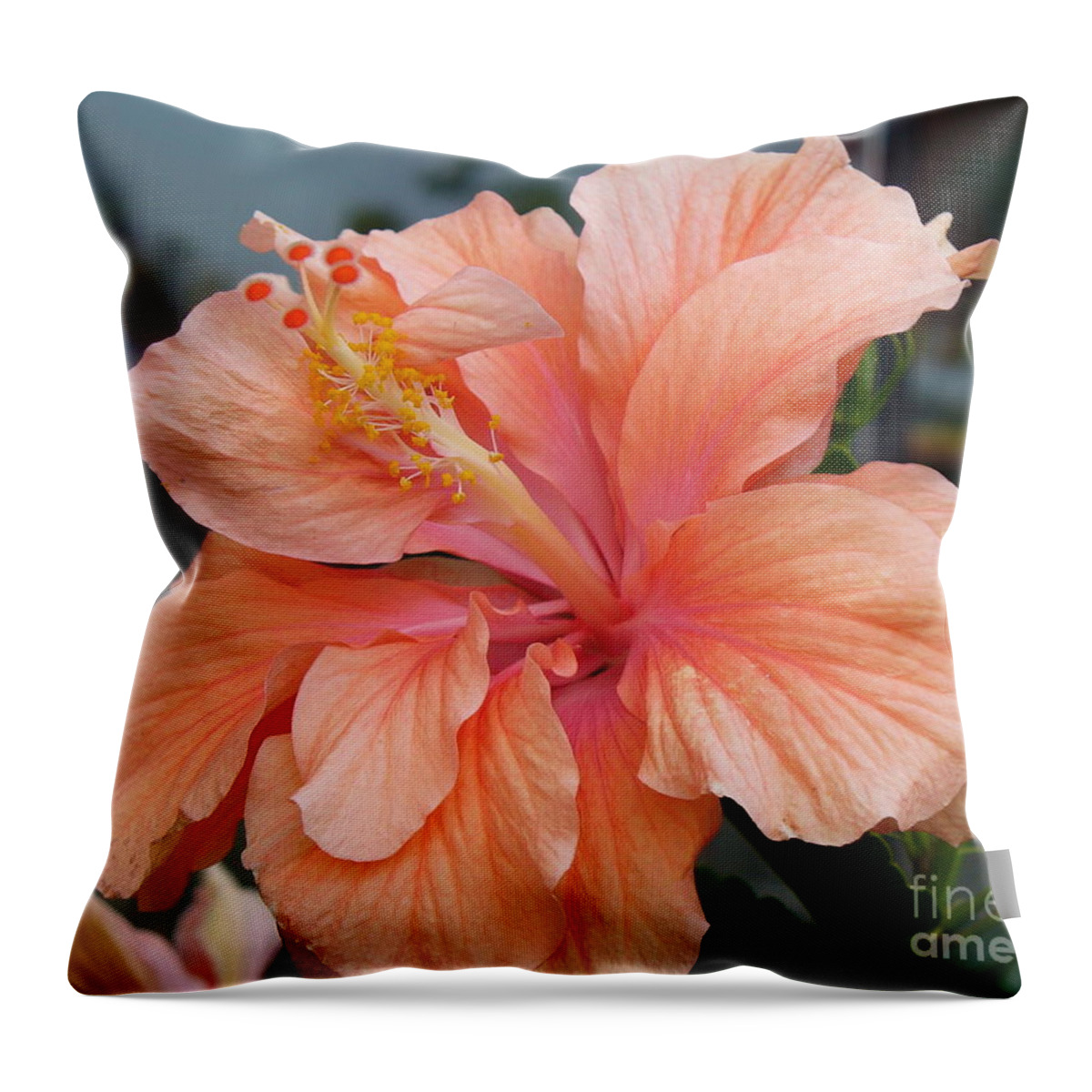 Flower Macro Throw Pillow featuring the photograph Peach and Cream by Lingfai Leung