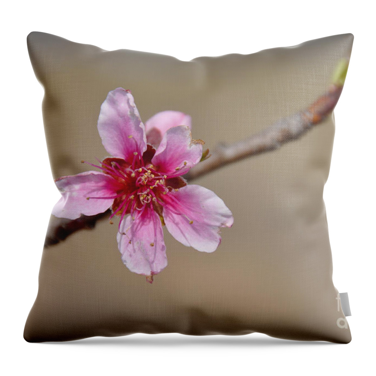 Peach Throw Pillow featuring the photograph Peach Blossom by Cheryl McClure