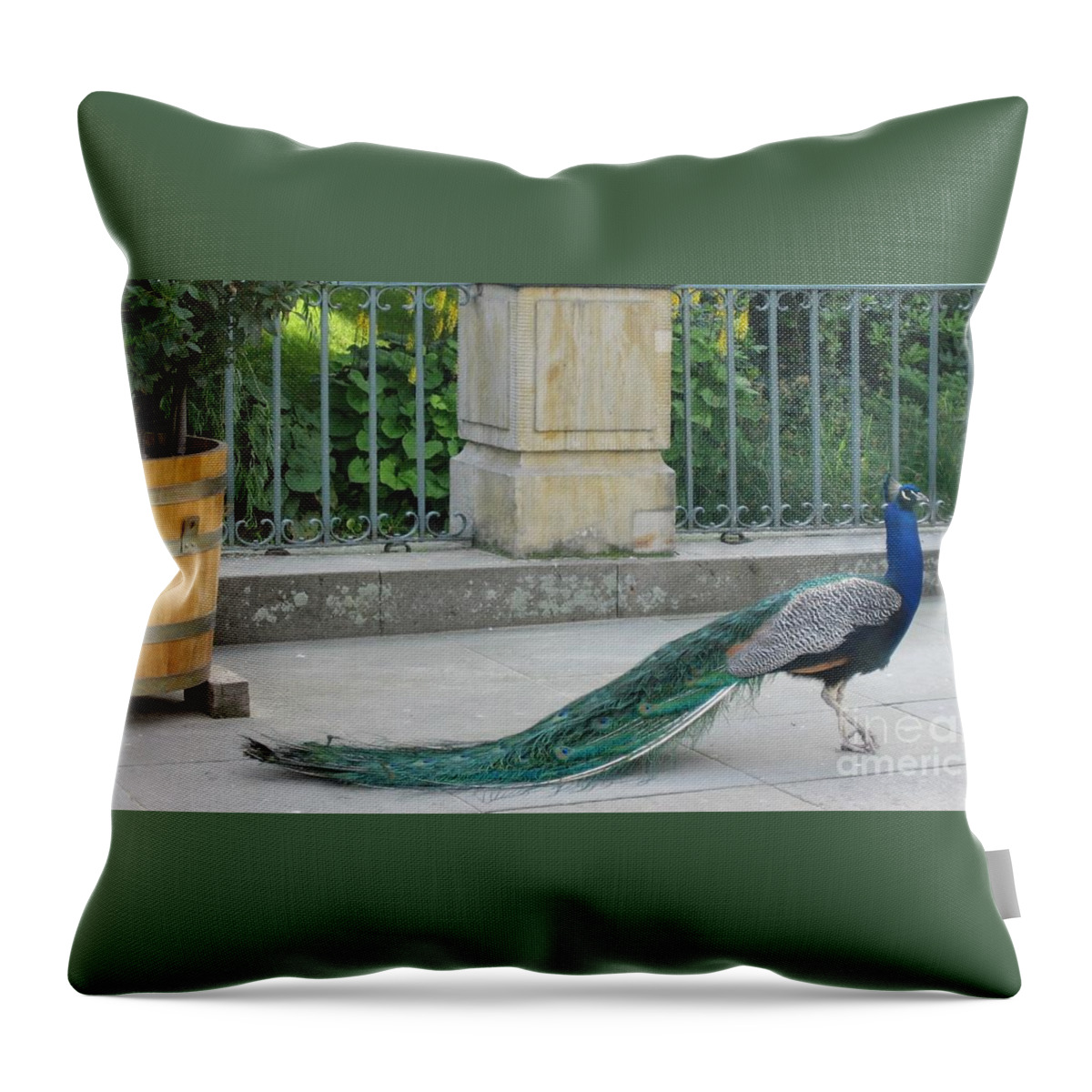 Peacock Throw Pillow featuring the photograph Peacock 3 by Nora Boghossian
