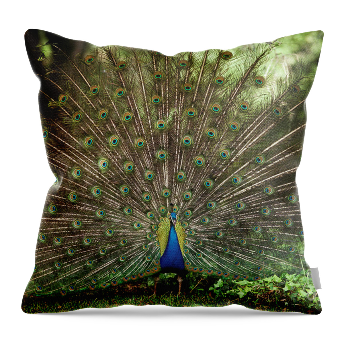 Animal Throw Pillow featuring the photograph Peacock Pavo Cristatus Displaying by Ron Sanford
