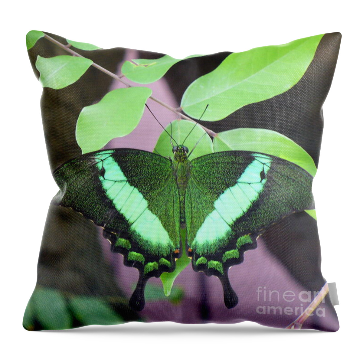 Butterfly Throw Pillow featuring the photograph Peacock Swallowtail by Lingfai Leung