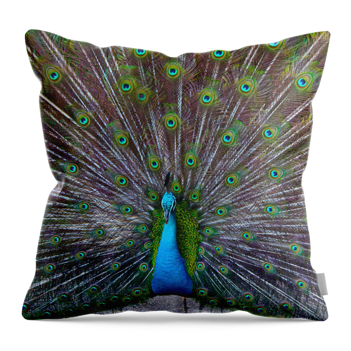 Phasianidae Throw Pillow featuring the photograph Peacock by Venetia Featherstone-Witty