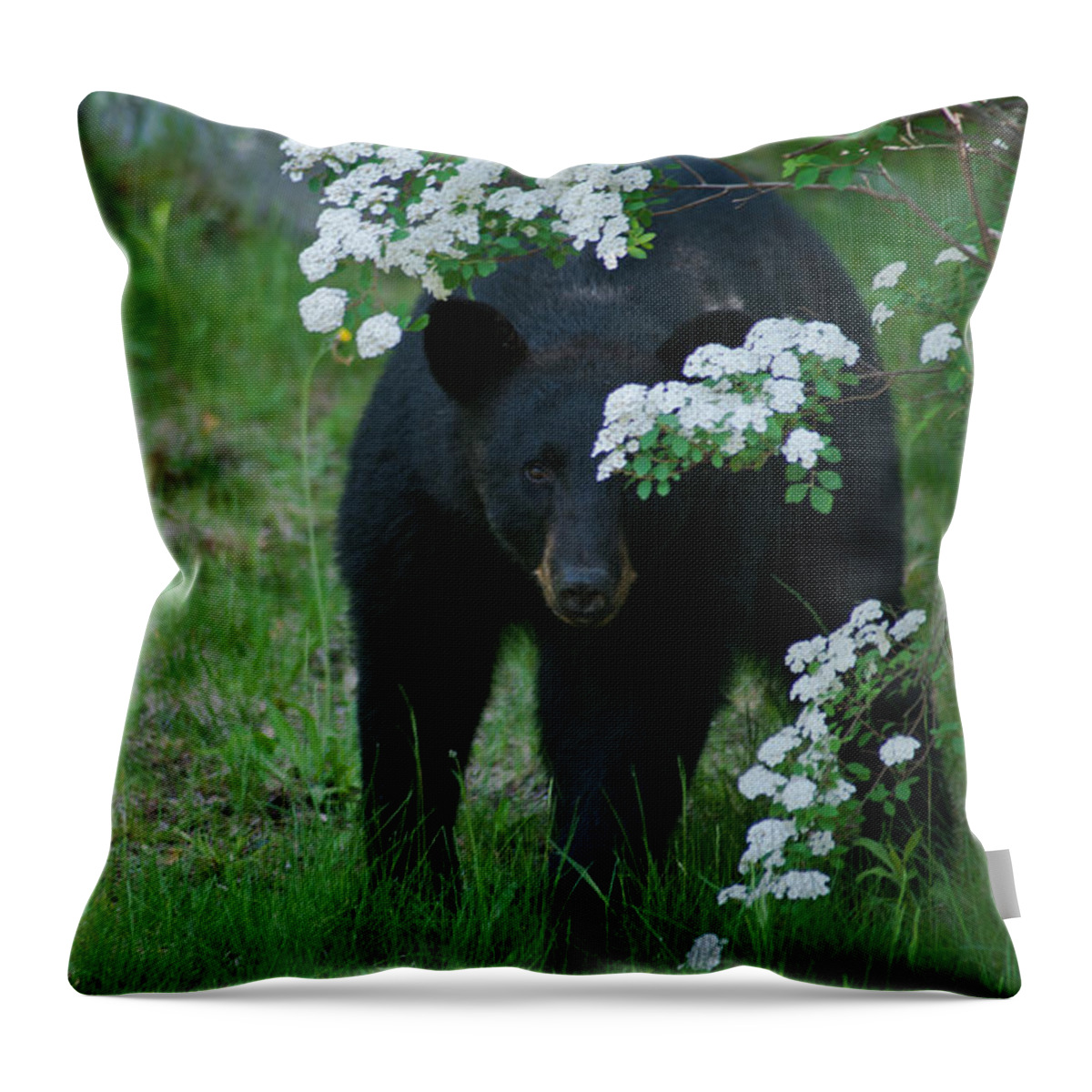 Bear Throw Pillow featuring the photograph Peek-A-Boo by Brenda Jacobs