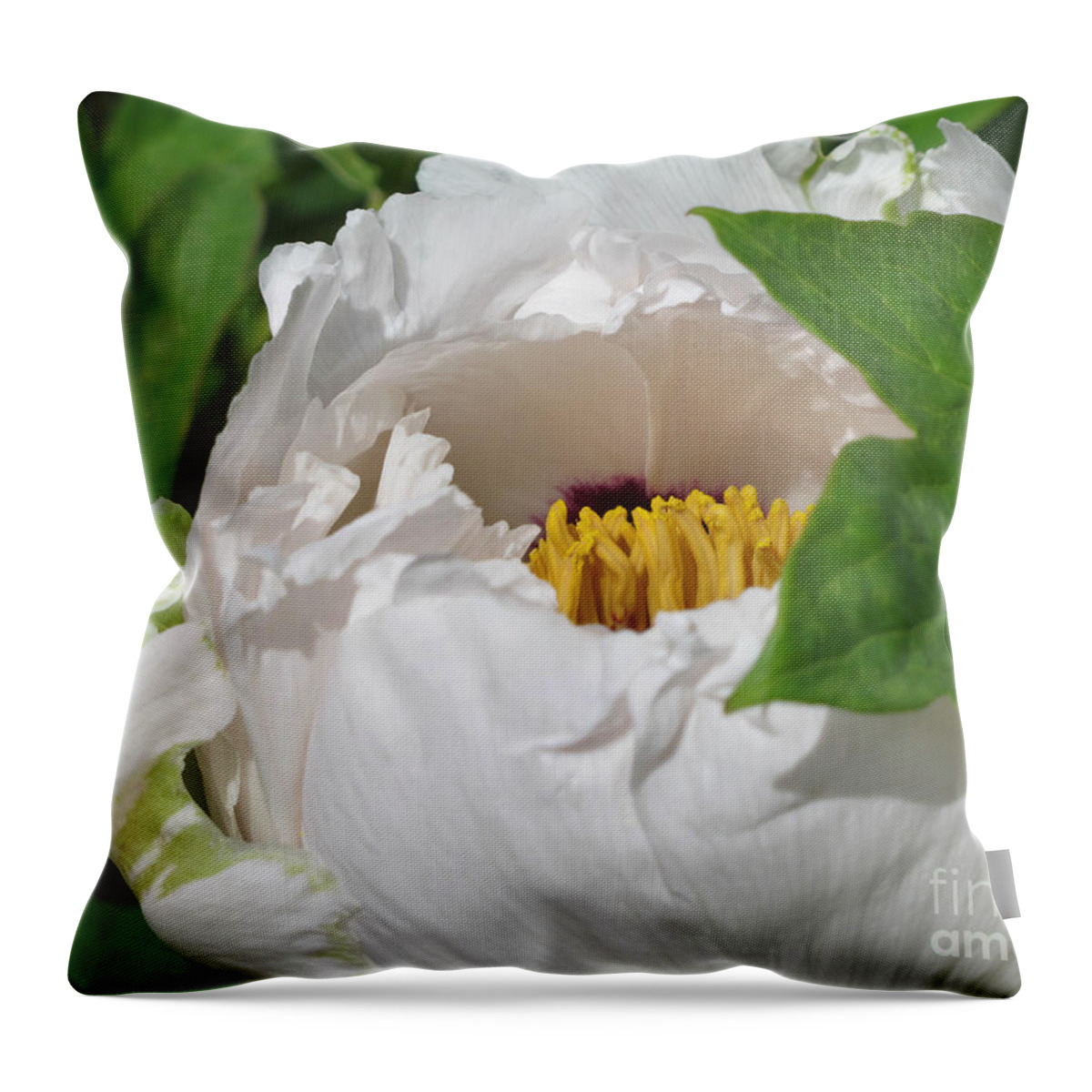 Peony Throw Pillow featuring the photograph Peeking Out by Arlene Carmel