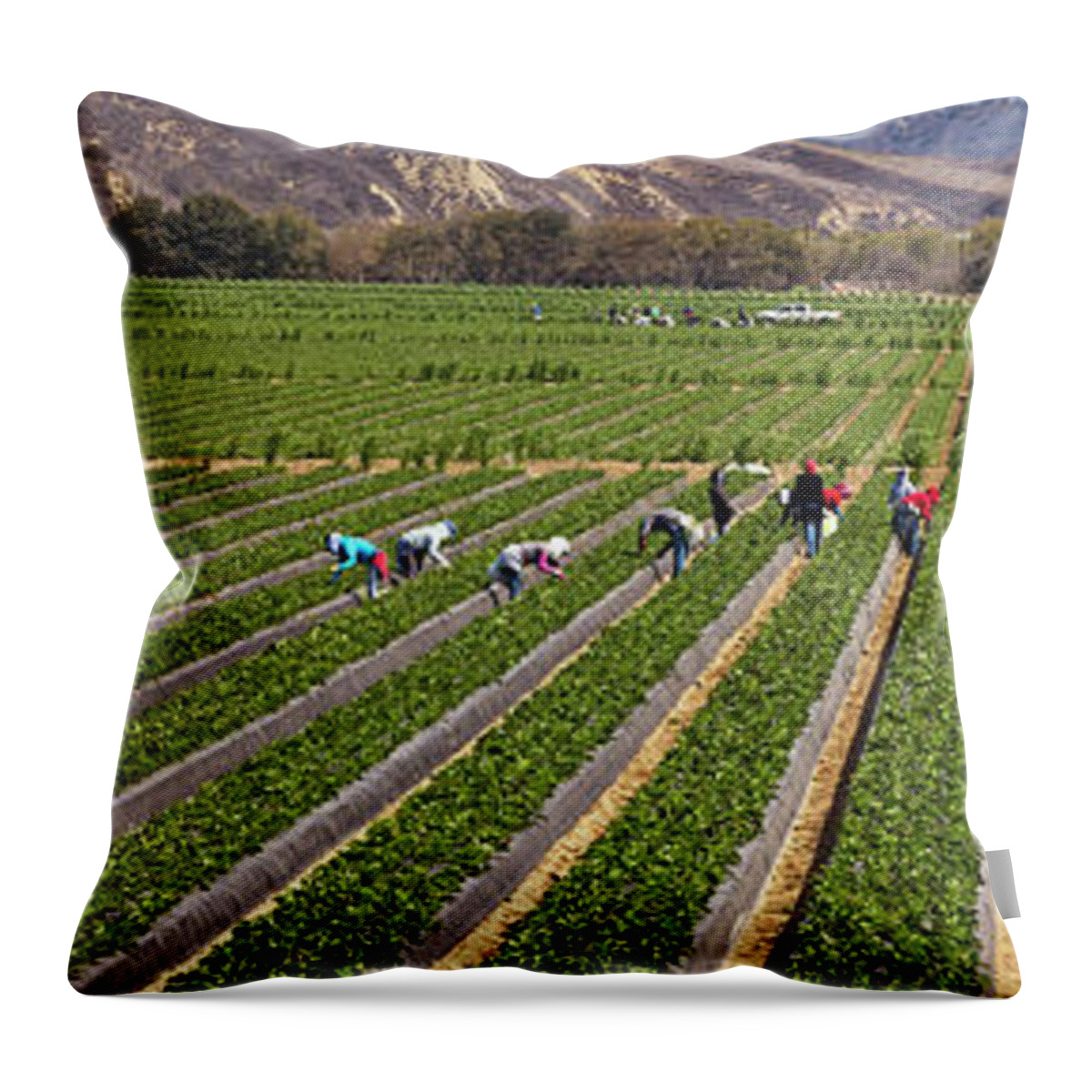 Photography Throw Pillow featuring the photograph People Picking Strawberries In A Field by Panoramic Images