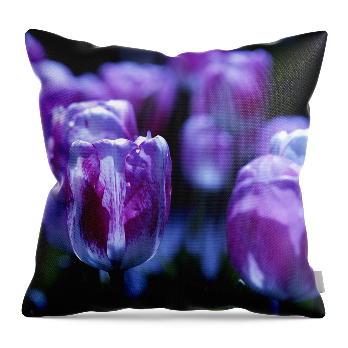 Tulips Descanso Gardens Throw Pillow featuring the photograph Peppermint Candies by Joe Schofield