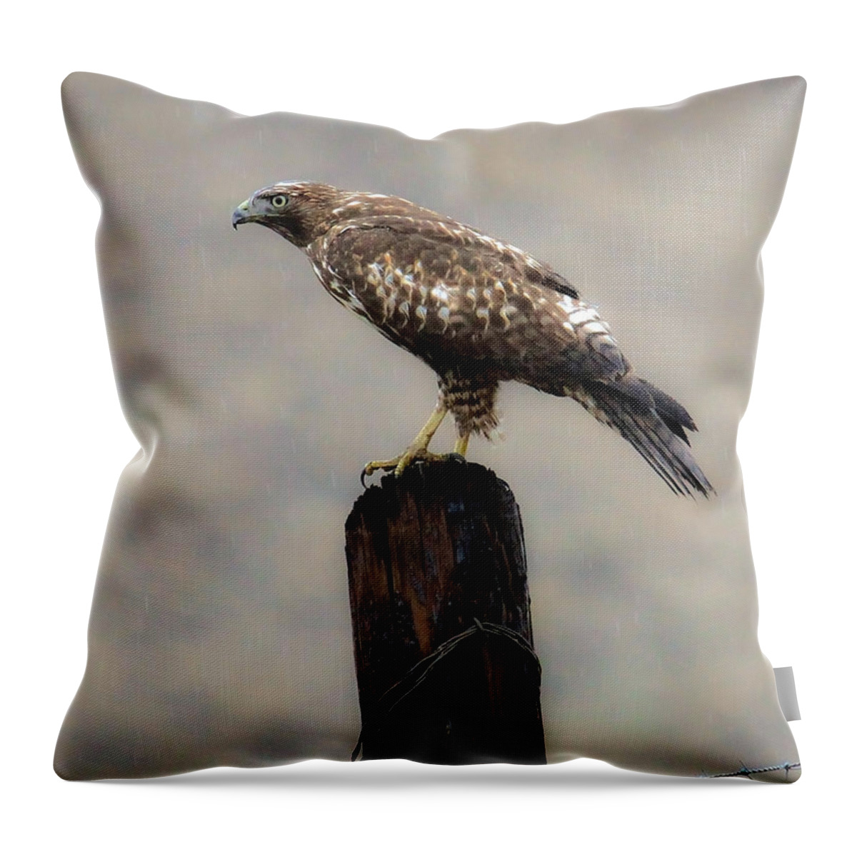 Redtail Hawk Throw Pillow featuring the photograph Perched on the Fence Post by Steve McKinzie