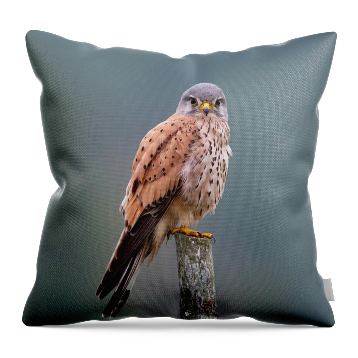 Perching Kestrel Throw Pillow featuring the photograph Perching by Torbjorn Swenelius