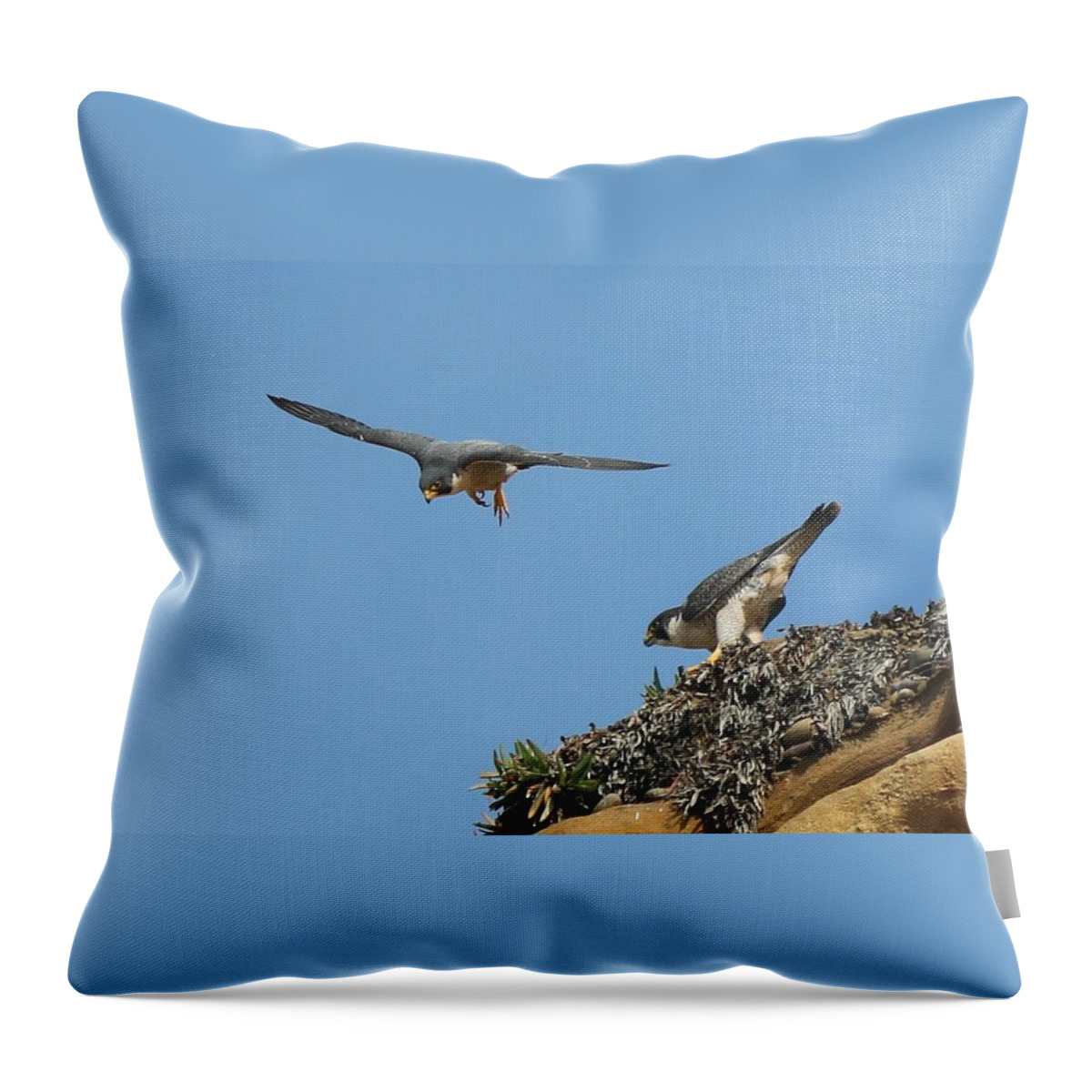 Peregrine Throw Pillow featuring the photograph Peregrine Falcons - 6 by Christy Pooschke