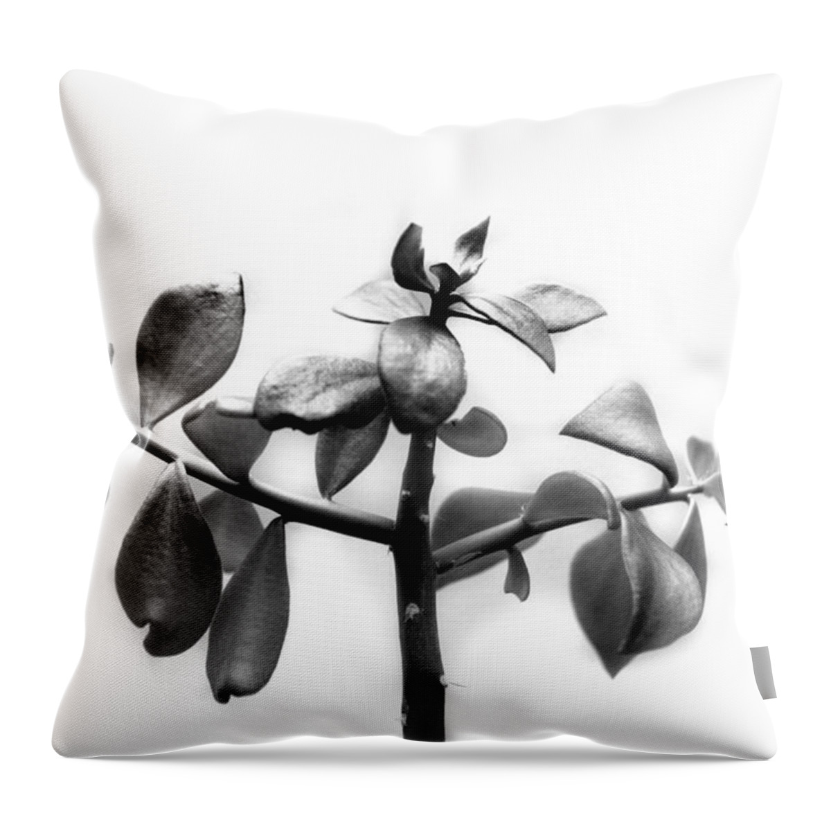 Cactus Throw Pillow featuring the photograph Pereskiopsis Cactus by Nathan Abbott