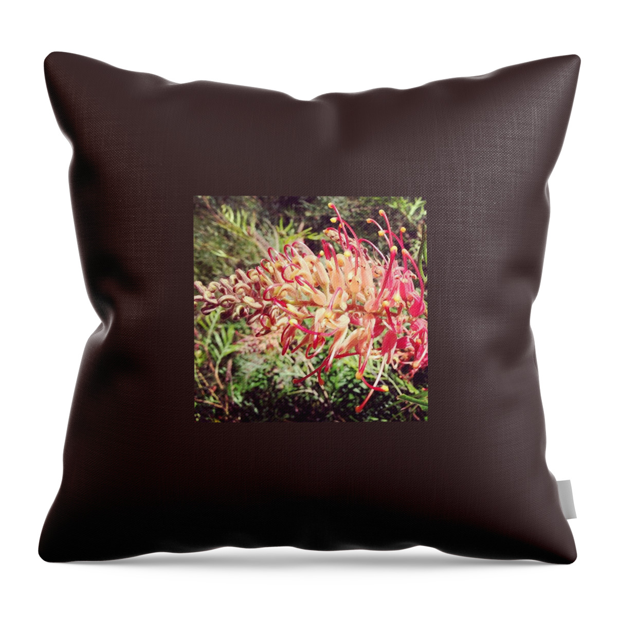 Grevillea Throw Pillow featuring the photograph Australian Grevillea Flower by Sinead Connell