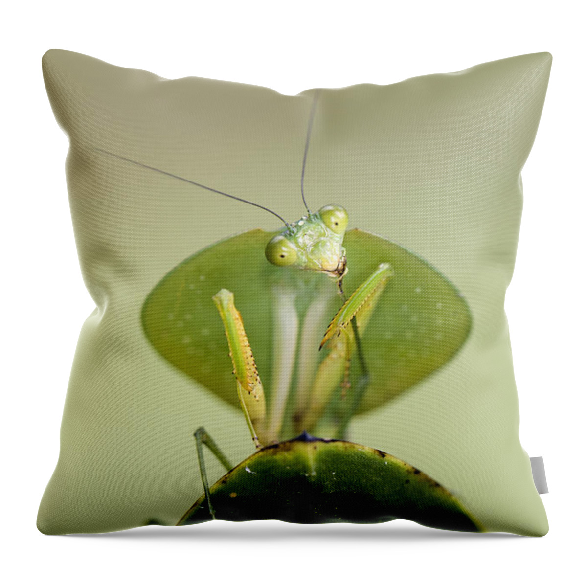 Feb0514 Throw Pillow featuring the photograph Peruvian Shield Mantis Grooming Costa by Suzi Eszterhas