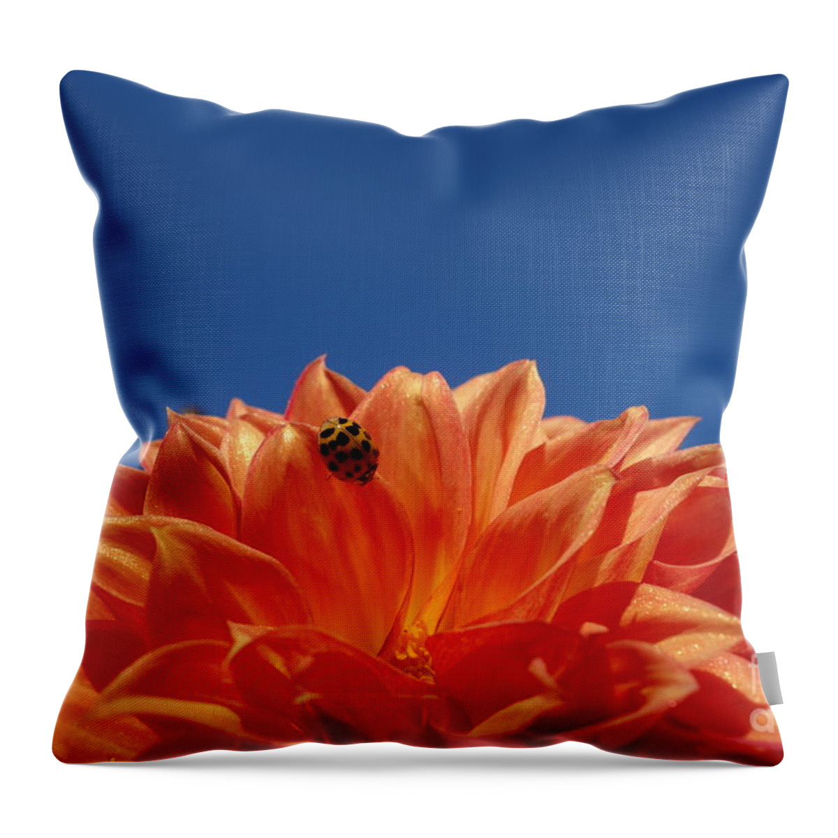 Petals For A Lady Throw Pillow featuring the photograph Petals for a Lady by Jacqueline Athmann