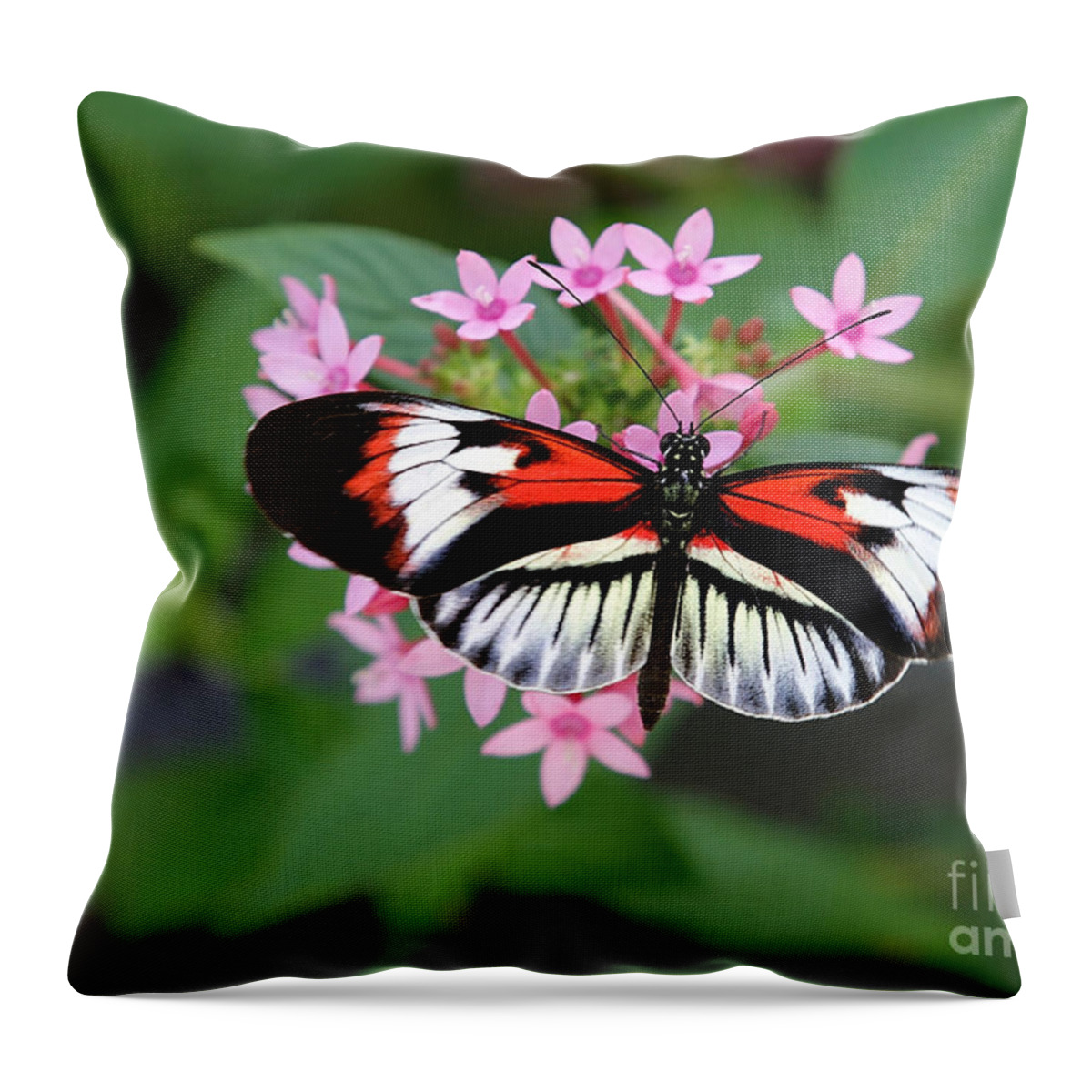 Macro Throw Pillow featuring the photograph Piano Key Butterfly on Pink Penta by Sabrina L Ryan
