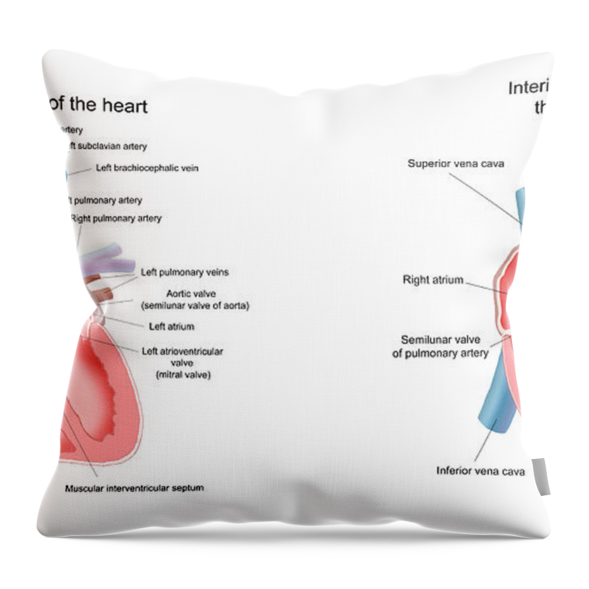 Art Throw Pillow featuring the photograph Pig and Human Heart Illustrations by Carlyn Iverson