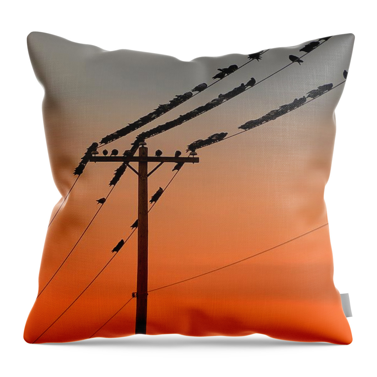 Pigeon Throw Pillow featuring the photograph Pigeon's Meeting by Randy Pollard