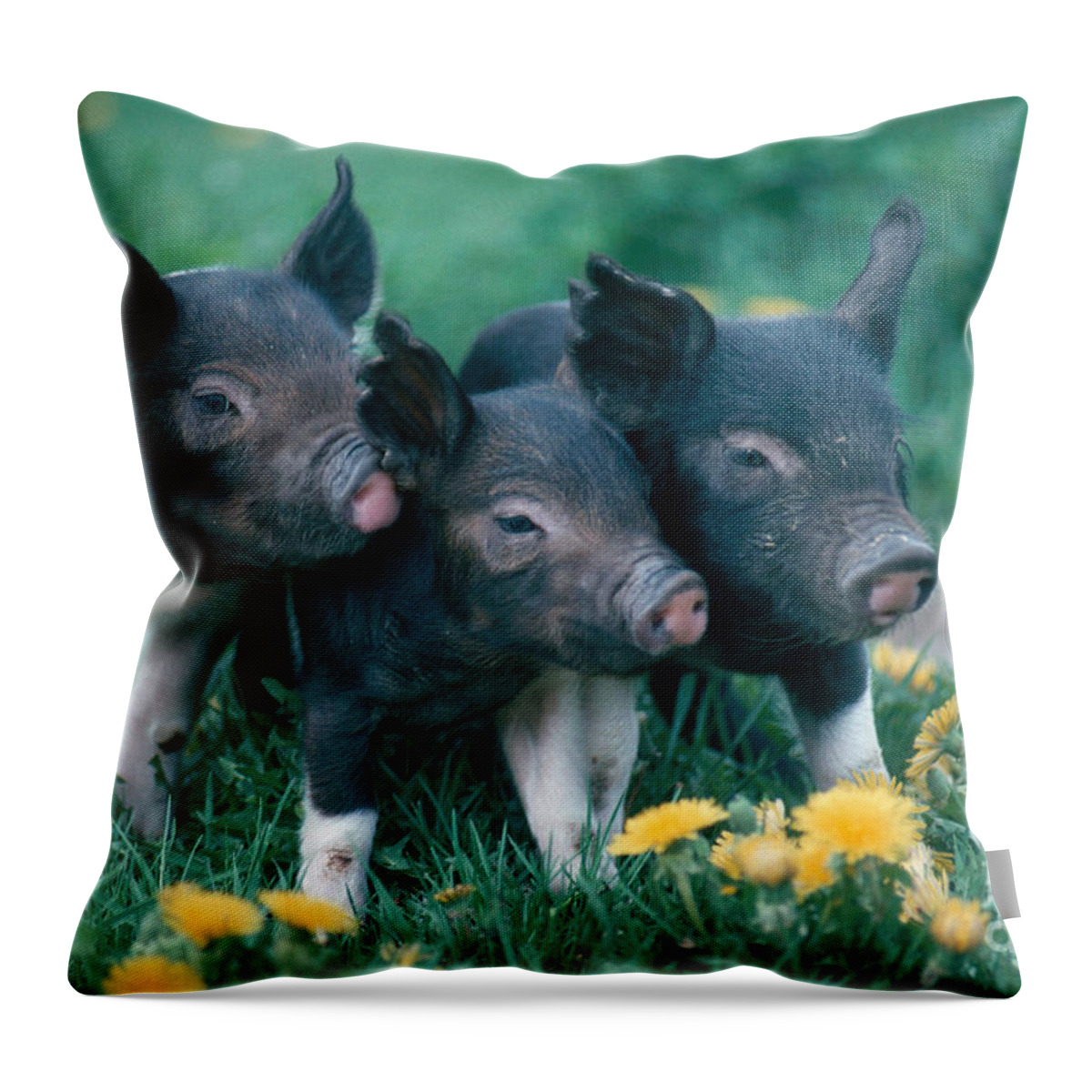 Nature Throw Pillow featuring the photograph Piglets by Alan and Sandy Carey