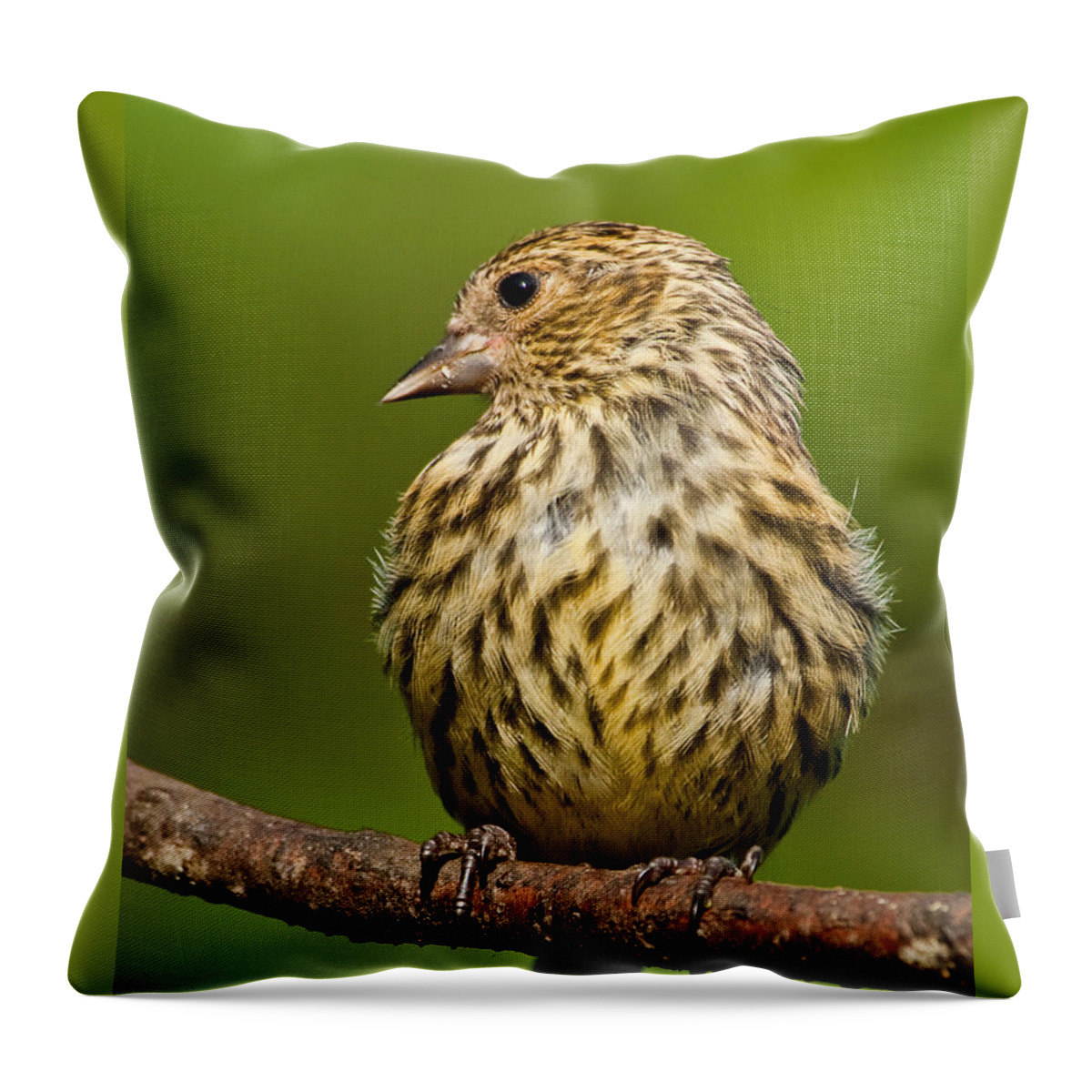 Animal Throw Pillow featuring the photograph Pine Siskin With Yellow Coloration by Jeff Goulden