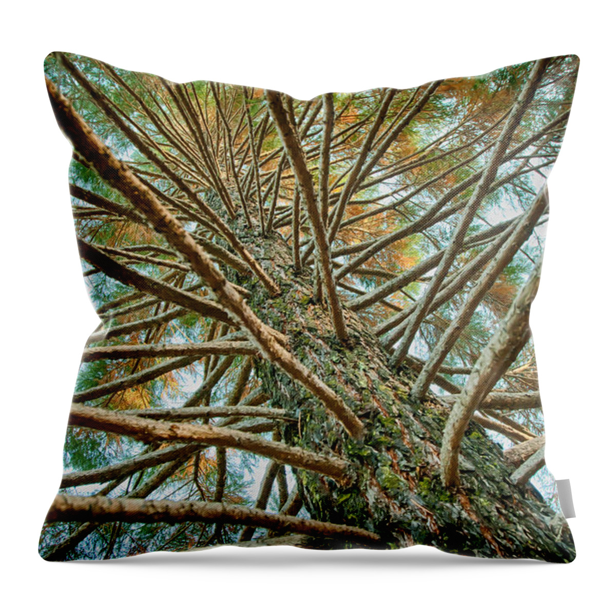 Nature Throw Pillow featuring the photograph Pine Tree by Lisa Chorny