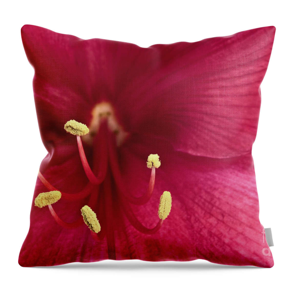 Amaryllis Throw Pillow featuring the photograph Pink Amaryllis by Pattie Calfy