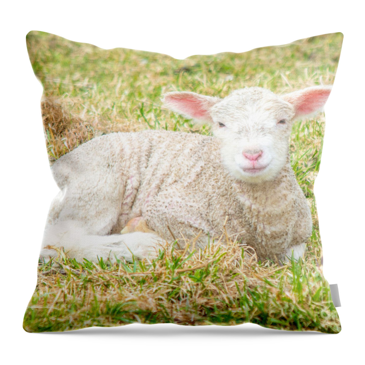 Rustic Scene Throw Pillow featuring the photograph Pink and New by Cheryl Baxter