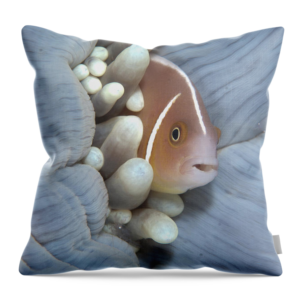 Flpa Throw Pillow featuring the photograph Pink Anemonefish In Magnificent Sea by Colin Marshall