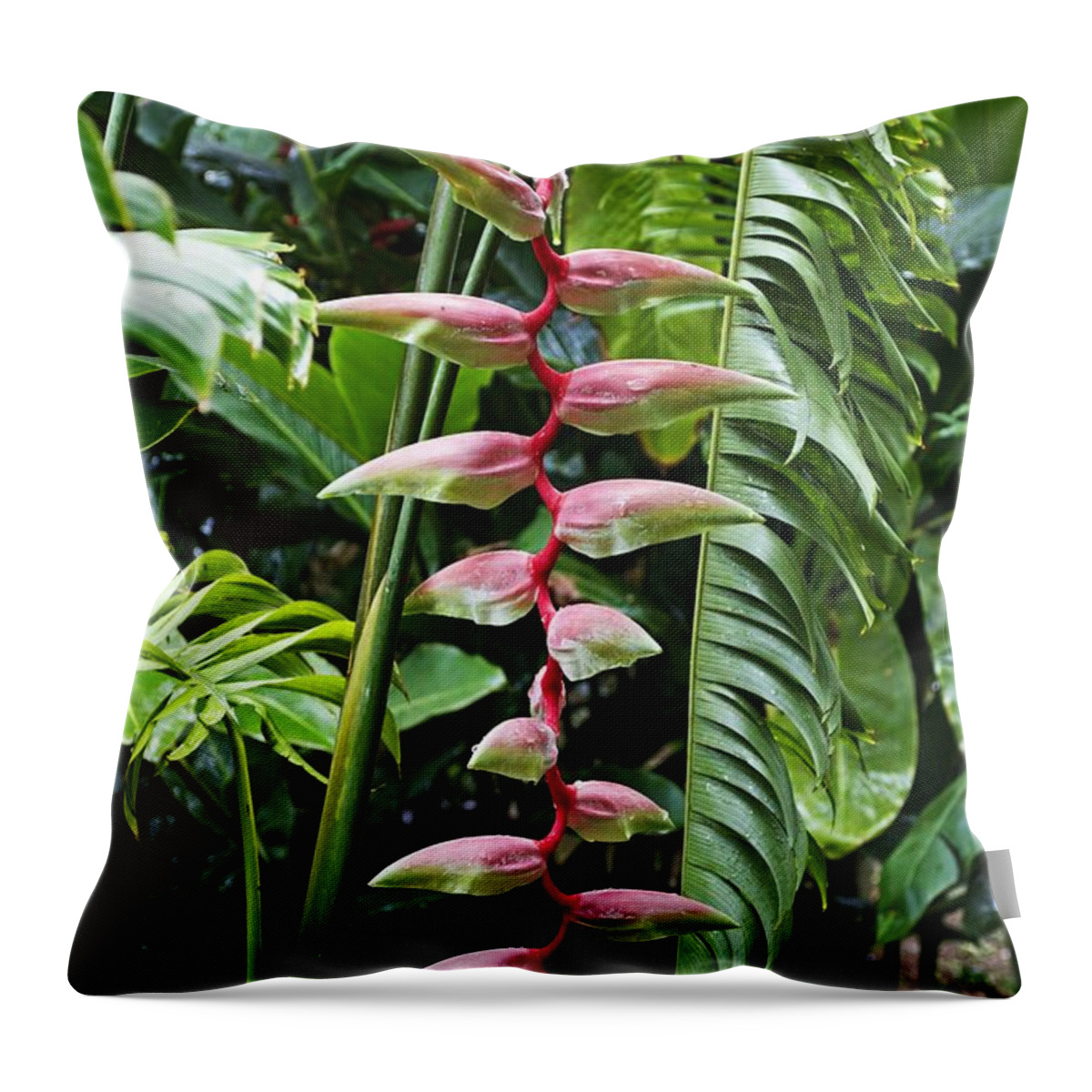 Flower Throw Pillow featuring the photograph Pink Beauty by Laura Forde