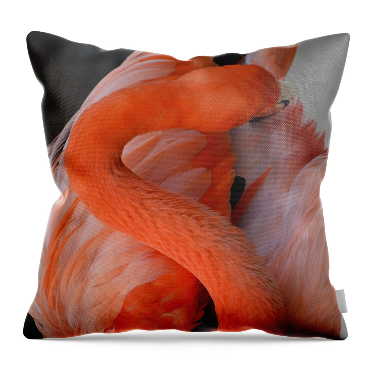 Pink Flamingo Throw Pillow featuring the photograph Pink Flamingo by Robert Meanor