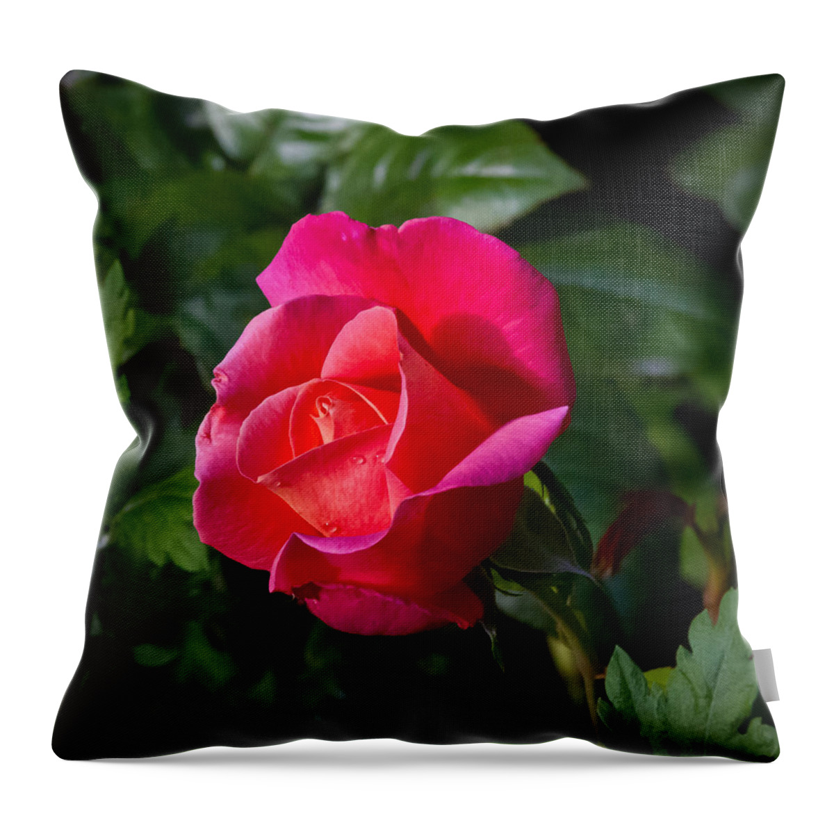 Rose Throw Pillow featuring the photograph Pink flush by Jenny Setchell