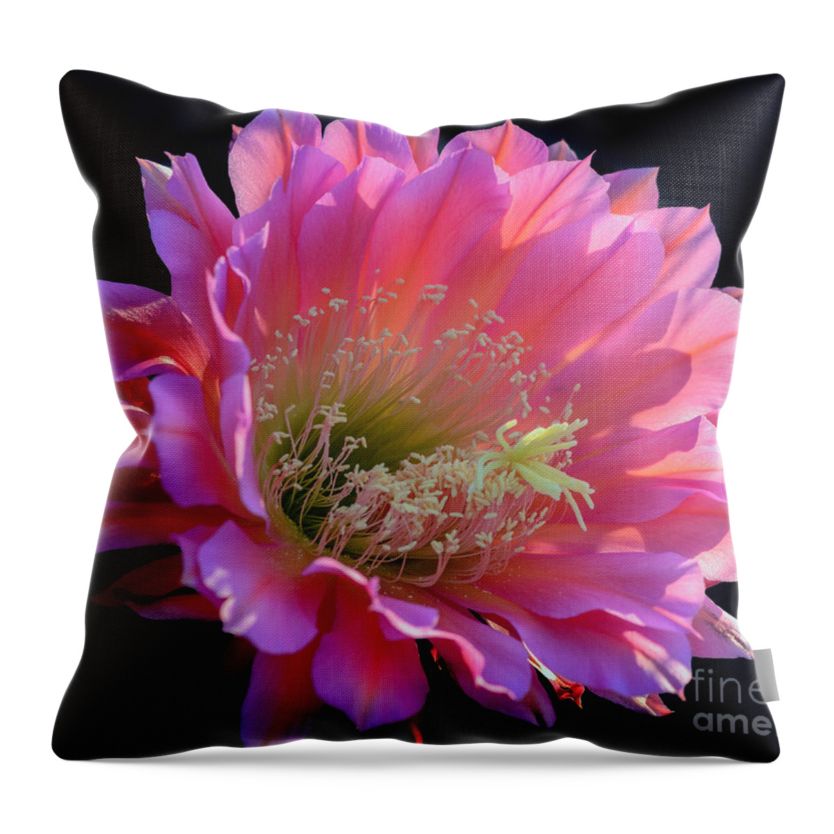 Pink Cactus Flower Throw Pillow featuring the photograph Pink Night Blooming Cactus Flower by Tamara Becker