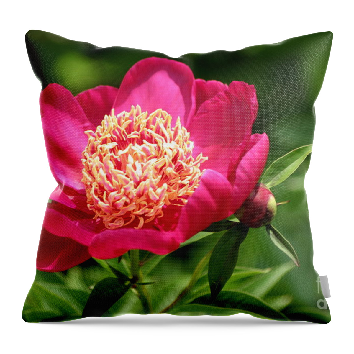 Peony Throw Pillow featuring the photograph Pink Peony by Living Color Photography Lorraine Lynch