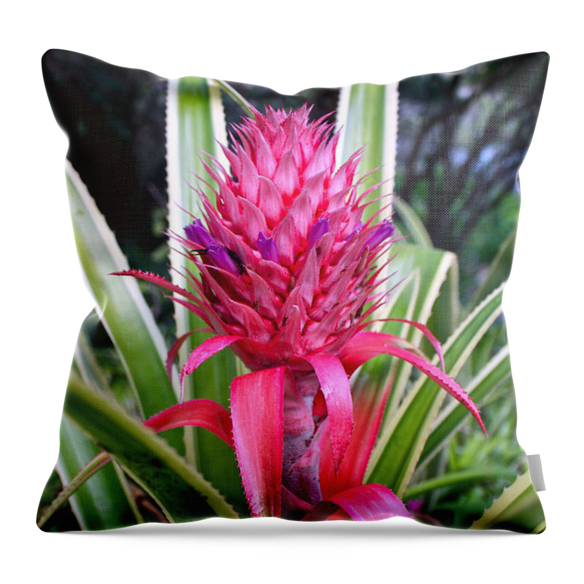  Bromeliaceae Throw Pillow featuring the photograph Pink Pineapple Bromeliad by Venetia Featherstone-Witty