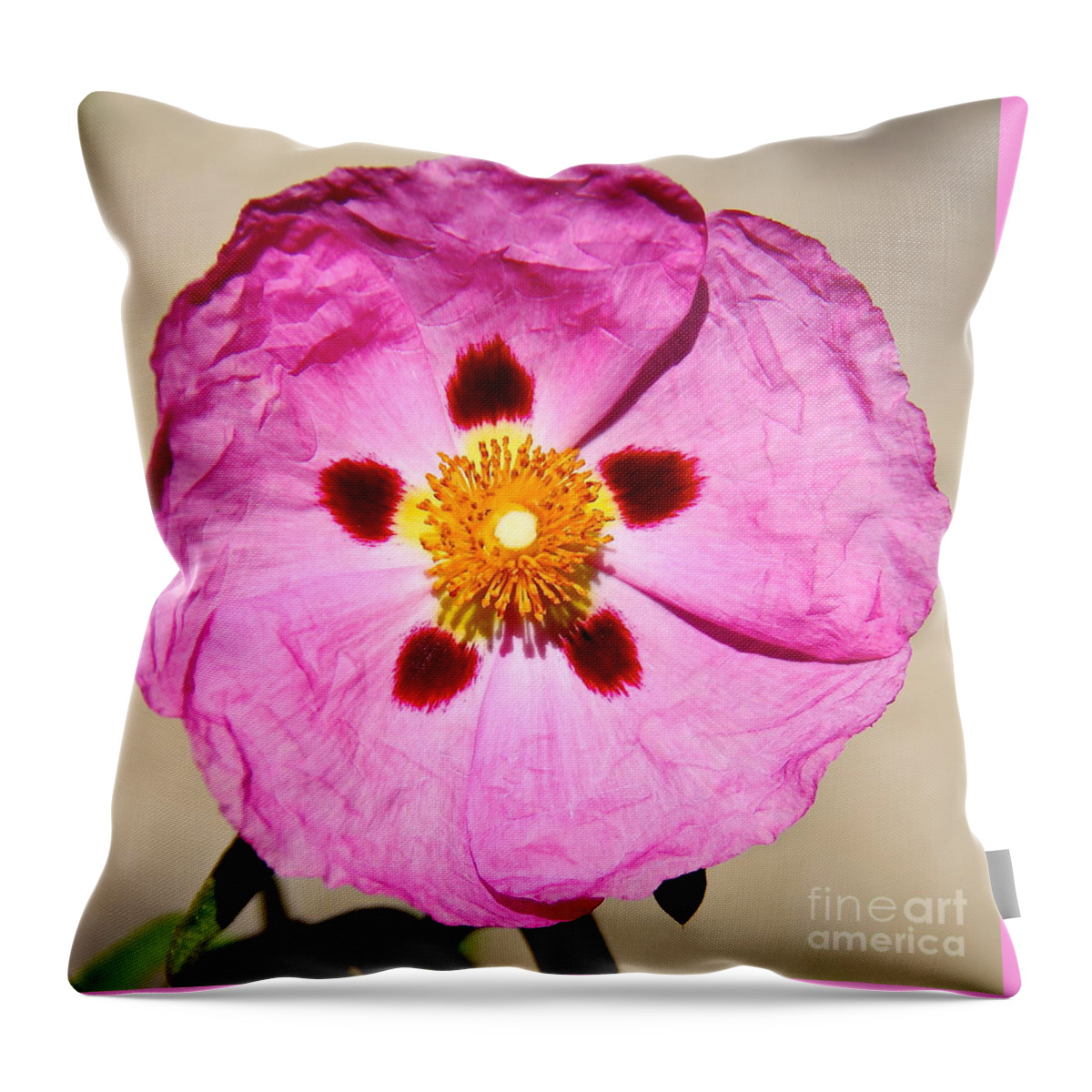 Rock Rose Throw Pillow featuring the photograph Pink Rock Rose by Suzanne Oesterling